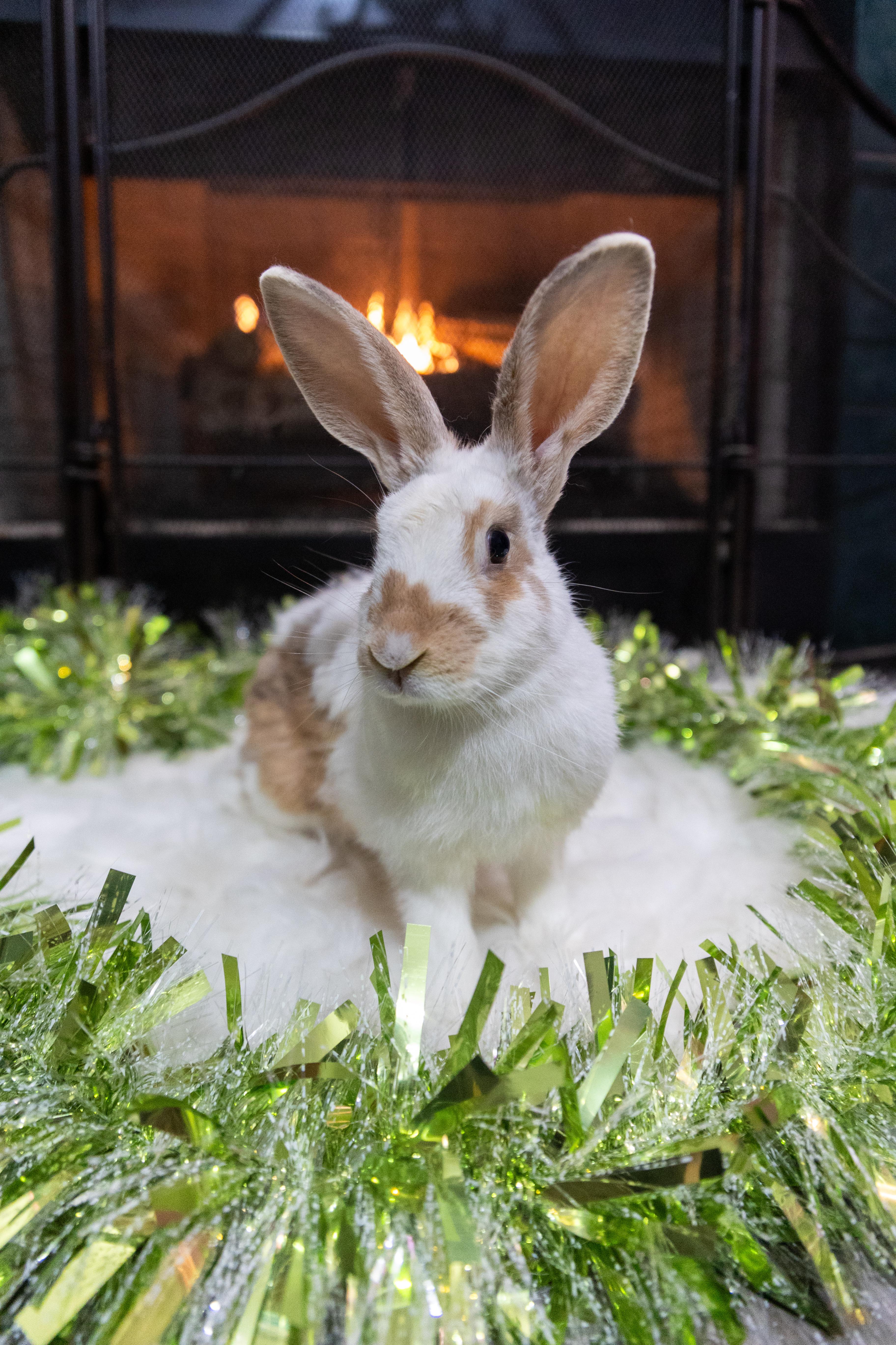 Mulberry, Adoptable, Adult Female New Zealand.