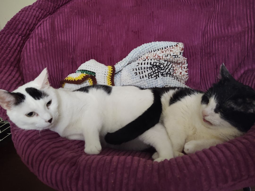 Louie , Adopted, Adult Male Domestic Short Hair.