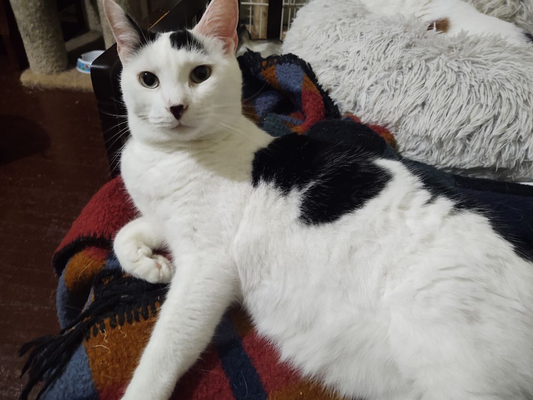 Louie , a Adopted Domestic Short Hair in Buffalo, NY image 2/8