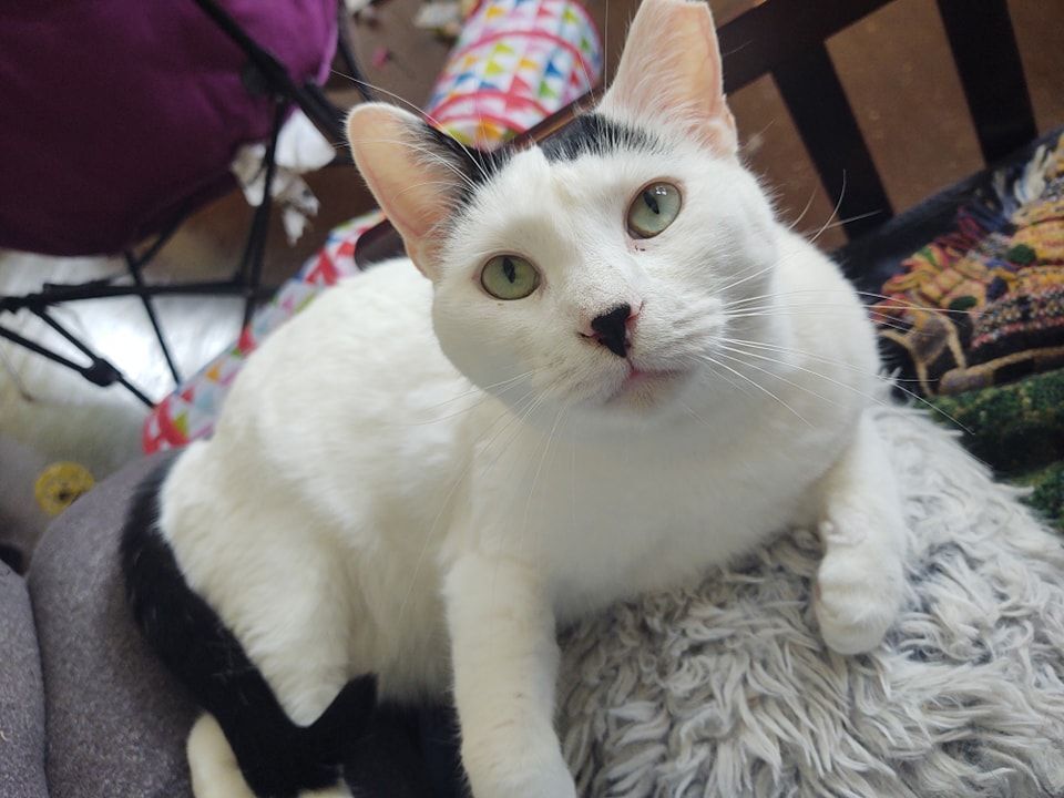 Louie , a Adopted Domestic Short Hair in Buffalo, NY image 3/8