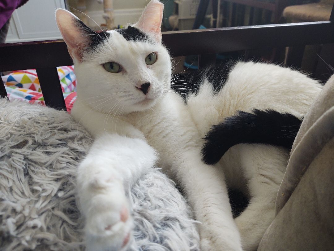 Louie , a Adopted Domestic Short Hair in Buffalo, NY image 4/8