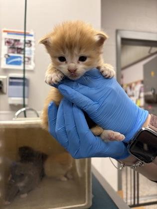 Bob, Adoptable, Kitten Male Domestic Short Hair & Domestic Short Hair.