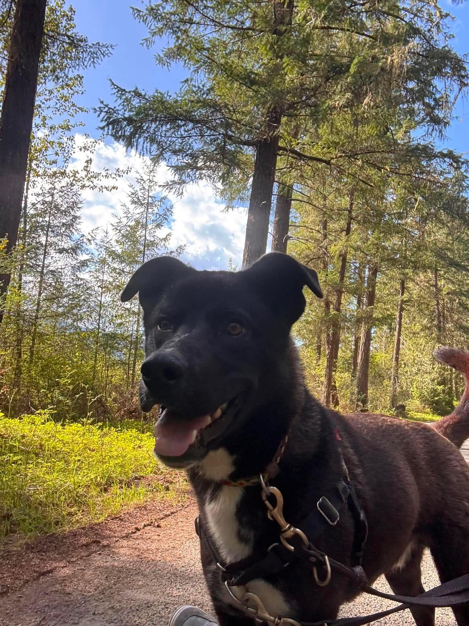 Rocky, adopted, Adult Male Mixed Breed.