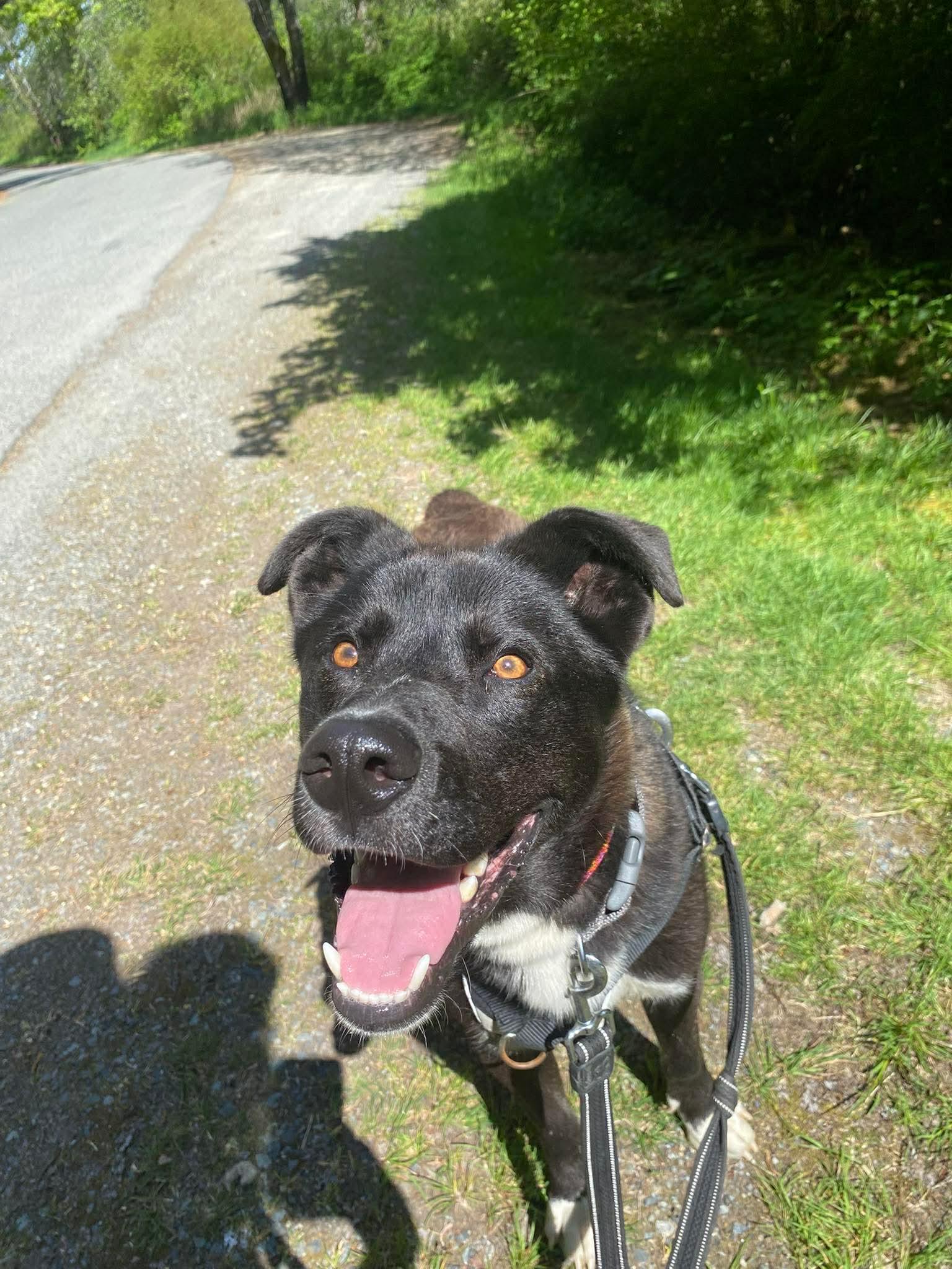 Rocky, an adopted mixed breed in Lake Cowichan, BC image 6/6