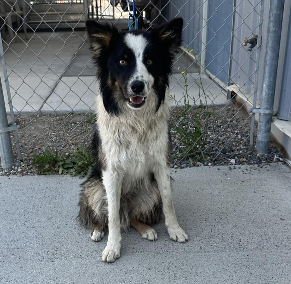 61464948, ADOPTABLE, Adult Male Border Collie.