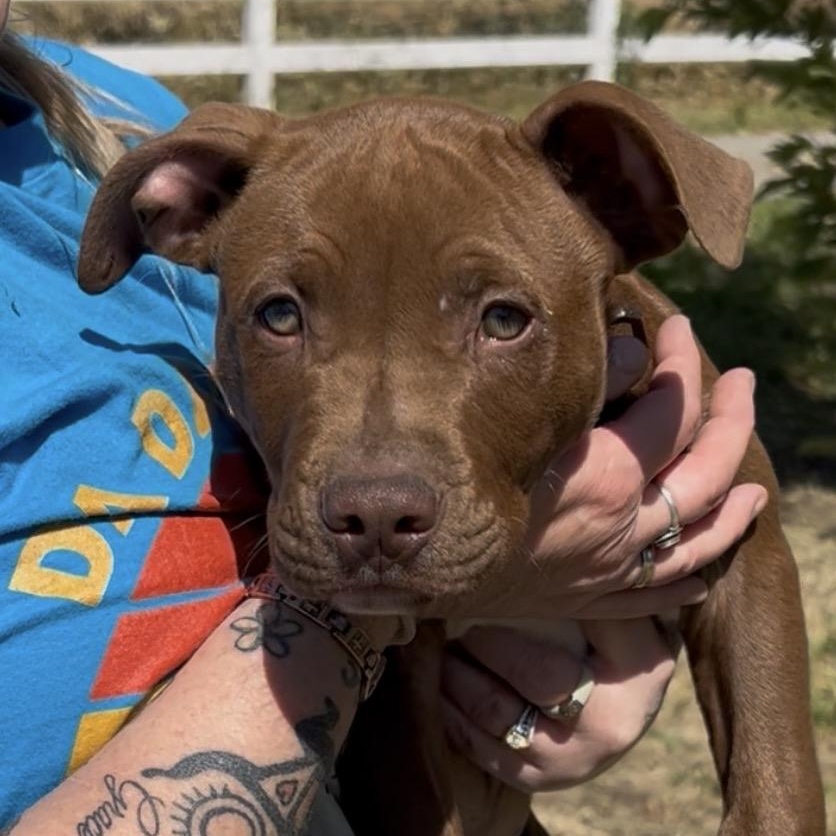Boo Radley, adopted, Puppy Male Pit Bull Terrier.