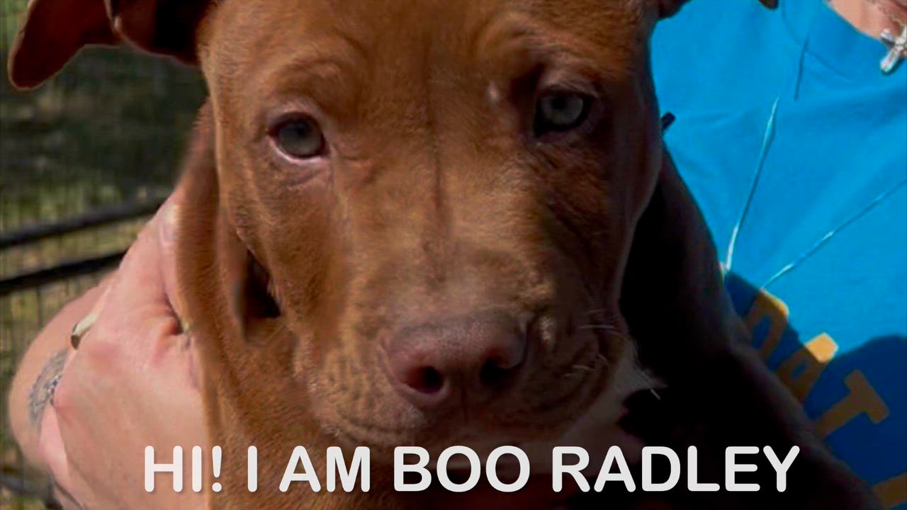 Enlarge Boo Radley, an adopted mixed breed in Woodland, CA video 1/2