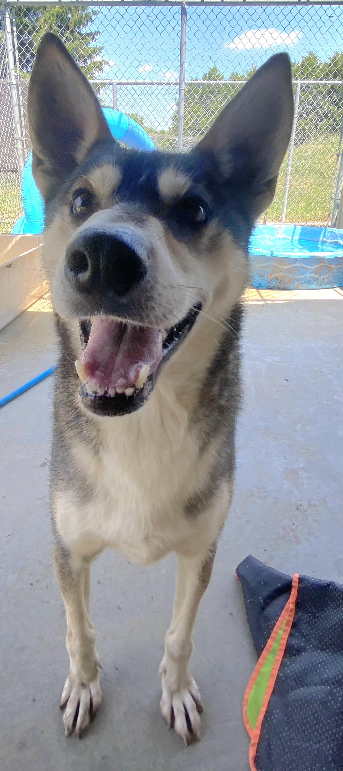 Marshall, a Adoptable mixed breed image 1/4