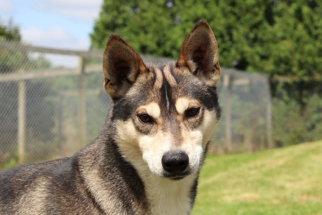 Marshall, a Adoptable mixed breed image 2/4