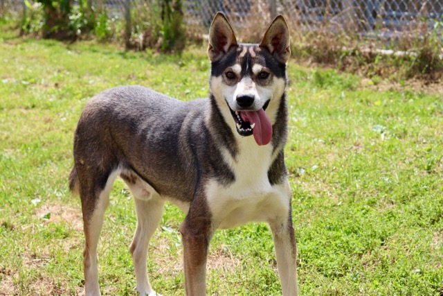 Marshall, a Adoptable mixed breed image 3/4