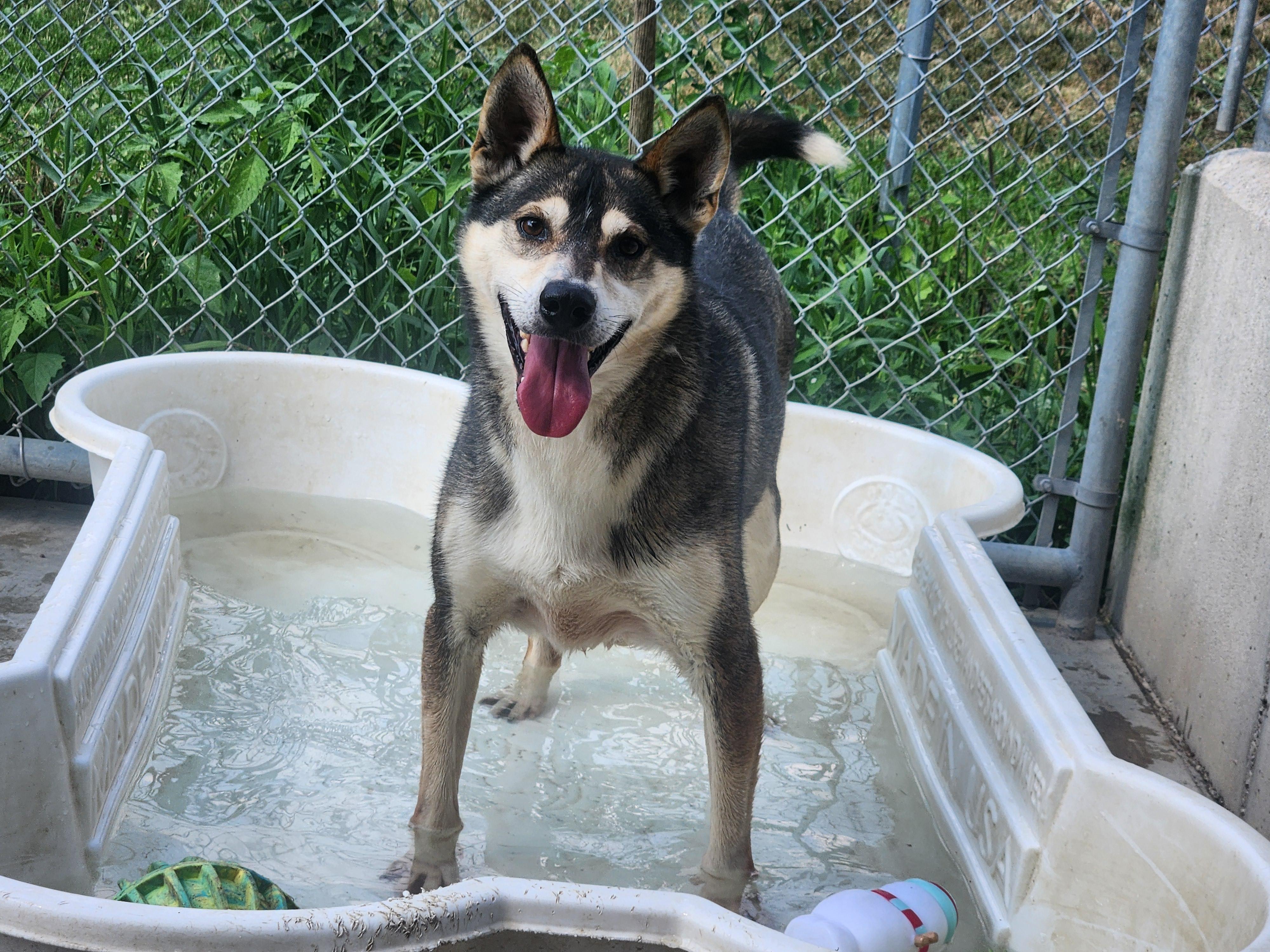 Marshall, a Adoptable mixed breed image 4/4