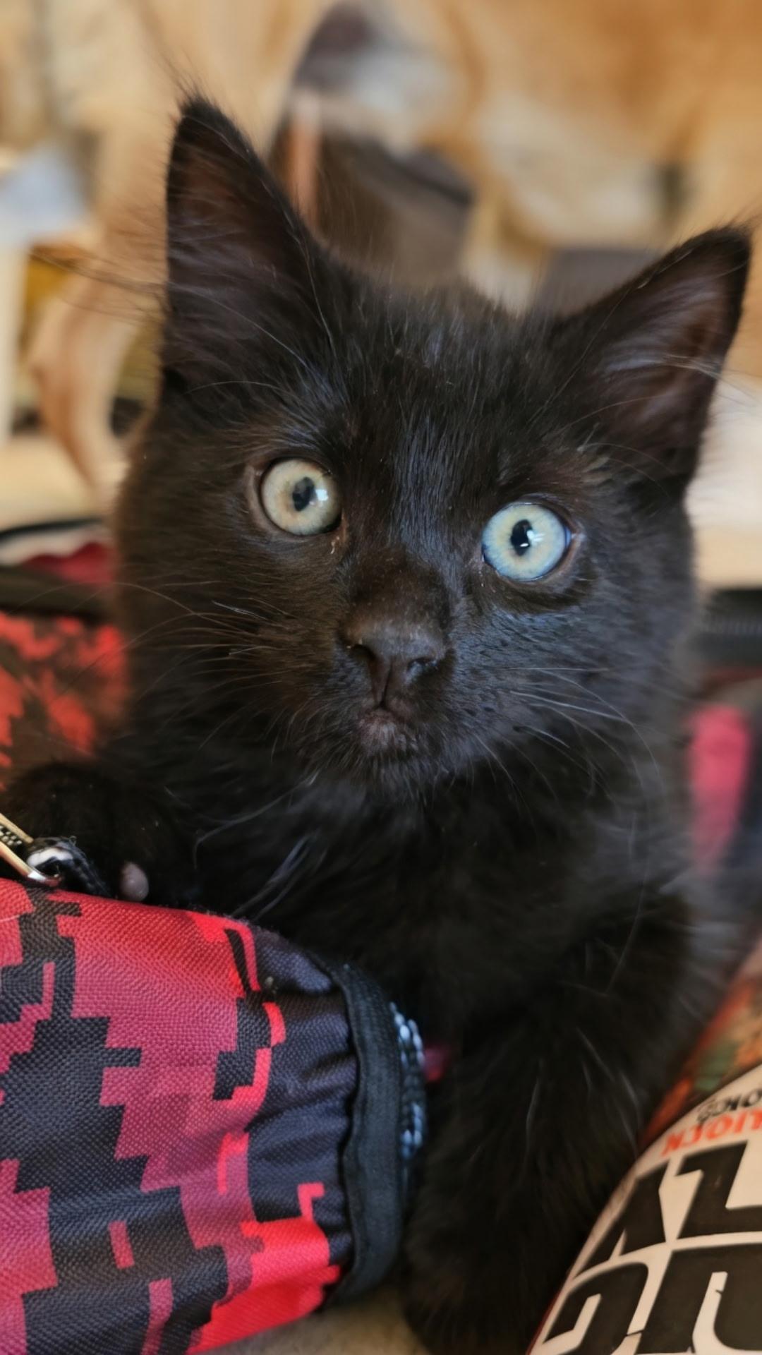 Enlarge Orson, a Adopted Domestic Medium Hair in Twin Falls, ID image 1/5