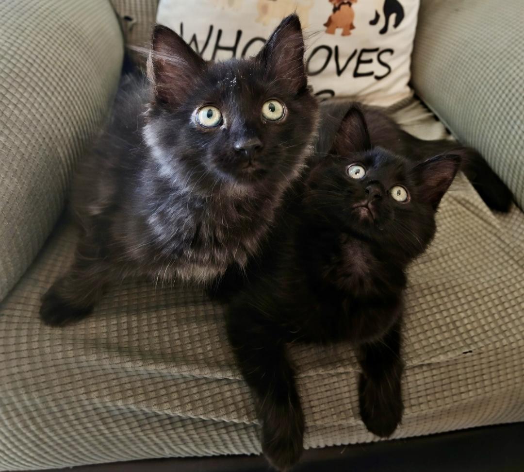 Enlarge Orson, a Adopted Domestic Medium Hair in Twin Falls, ID image 3/5