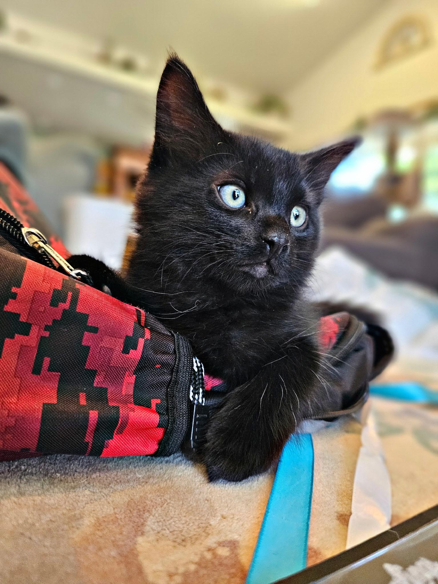 Enlarge Orson, a Adopted Domestic Medium Hair in Twin Falls, ID image 5/5