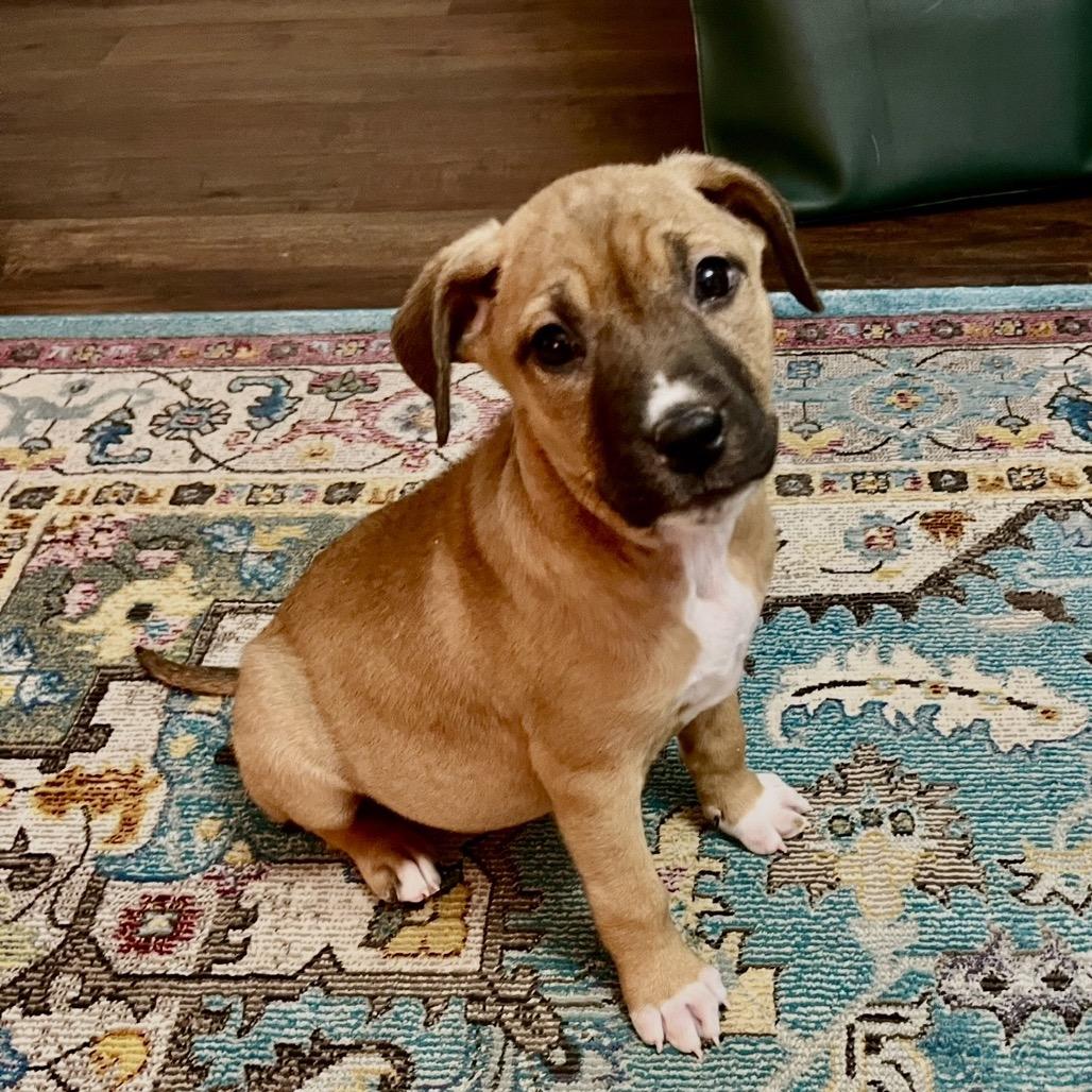 Enlarge Rue, a Adoptable mixed breed in Cordova, TN image 1/6