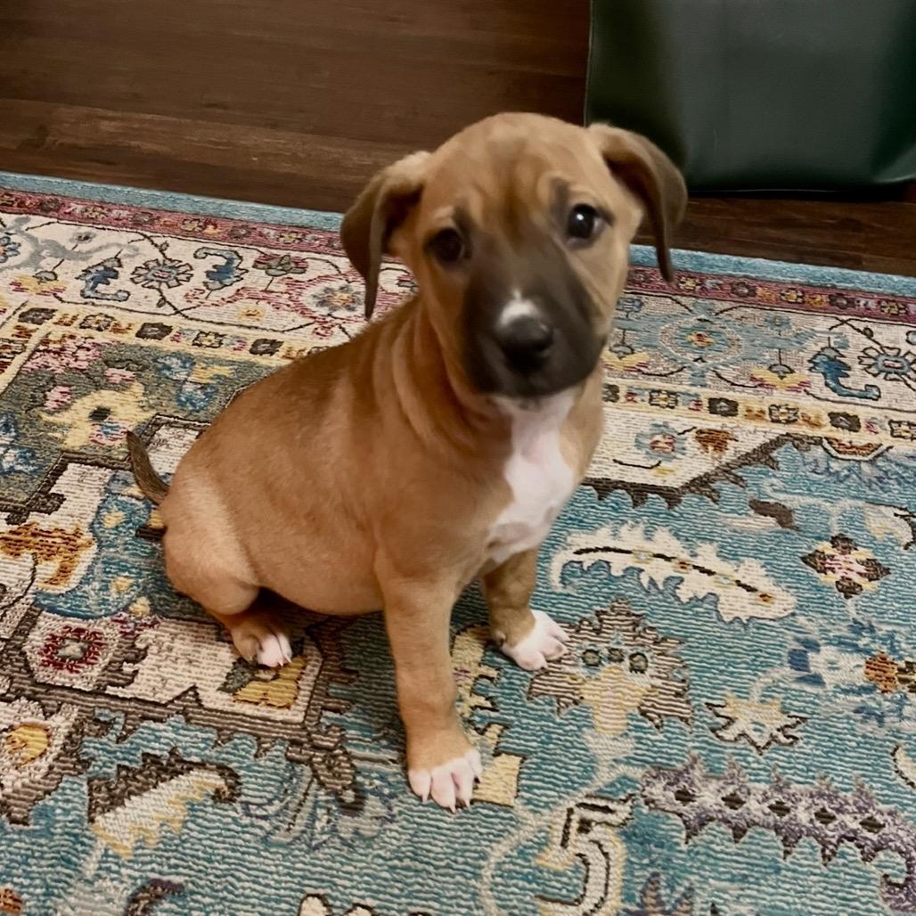 Enlarge Rue, a Adoptable mixed breed in Cordova, TN image 3/6