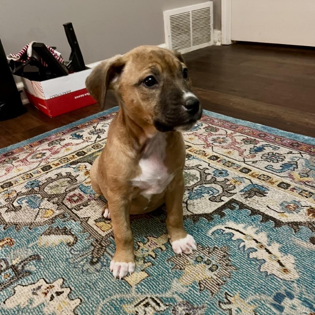 Enlarge Rue, a Adoptable mixed breed in Cordova, TN image 4/6