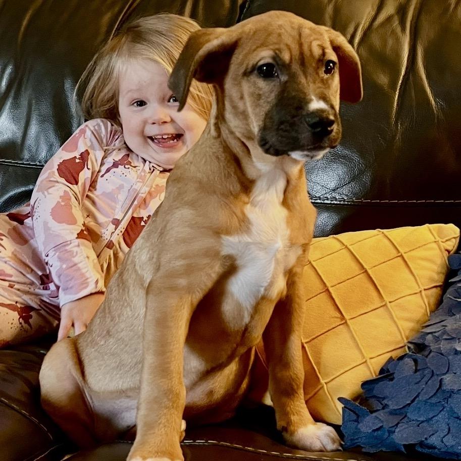 Enlarge Rue, a Adoptable mixed breed in Cordova, TN image 5/6