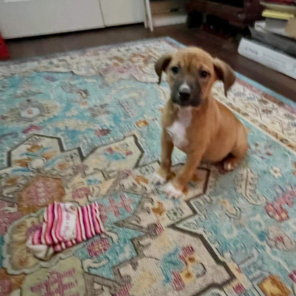 Enlarge Rue, a Adoptable mixed breed in Cordova, TN image 6/6