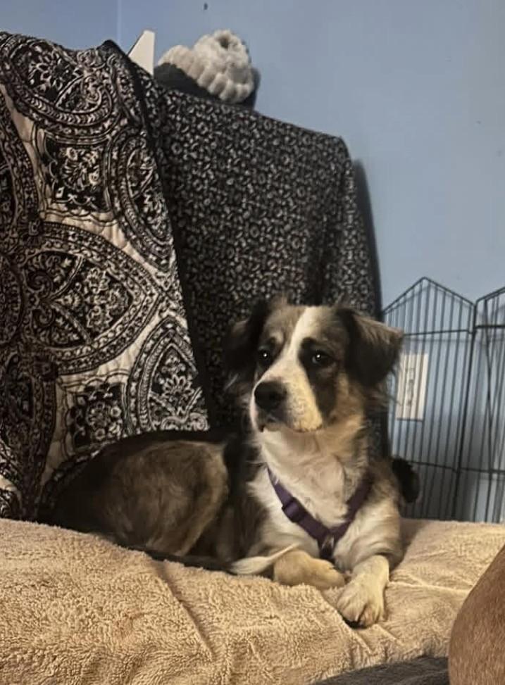 Enlarge Millie, a Adoptable mixed breed in Charleston, WV image 1/1
