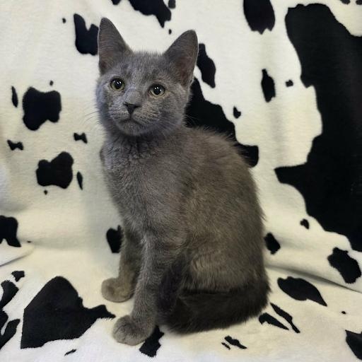 Enlarge Sterling, an adopted American Shorthair in Danbury, CT image 1/1