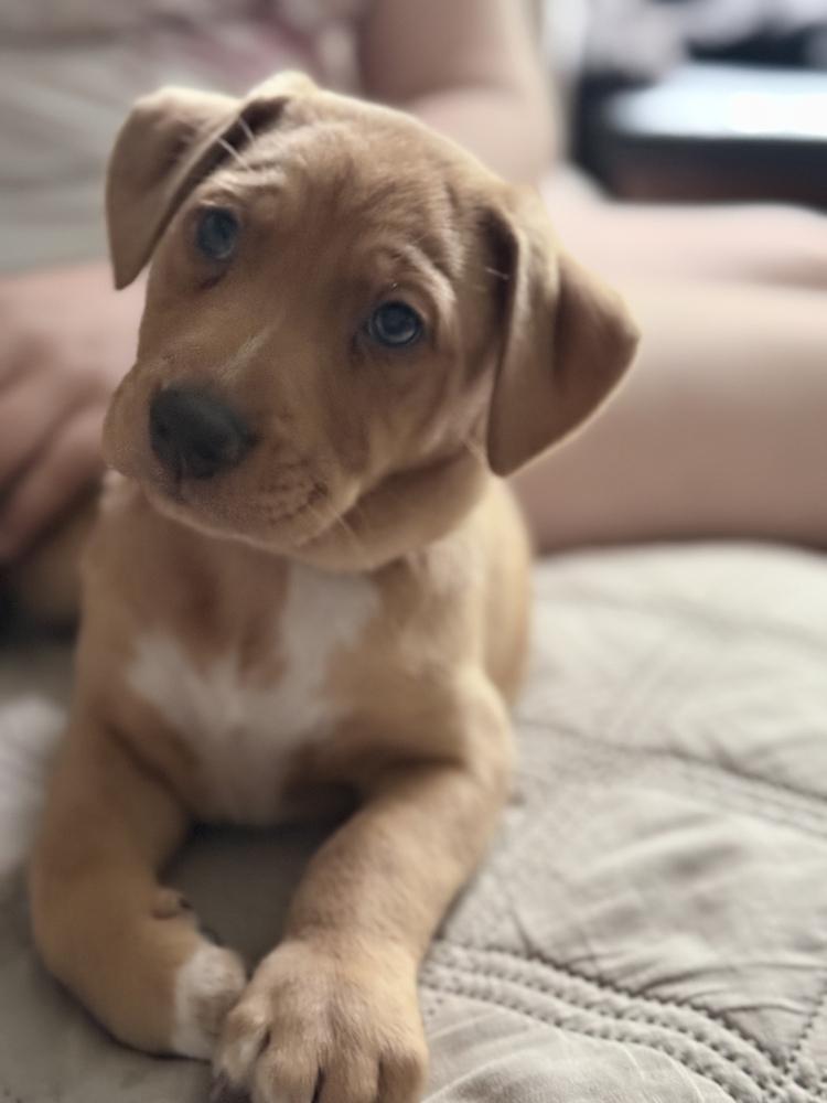 Bluey Litter - Stripe, a Adoptable mixed breed in Columbus, OH image 1/6