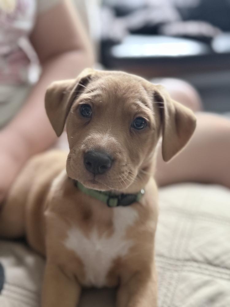 Bluey Litter - Stripe, a Adoptable mixed breed in Columbus, OH image 2/6