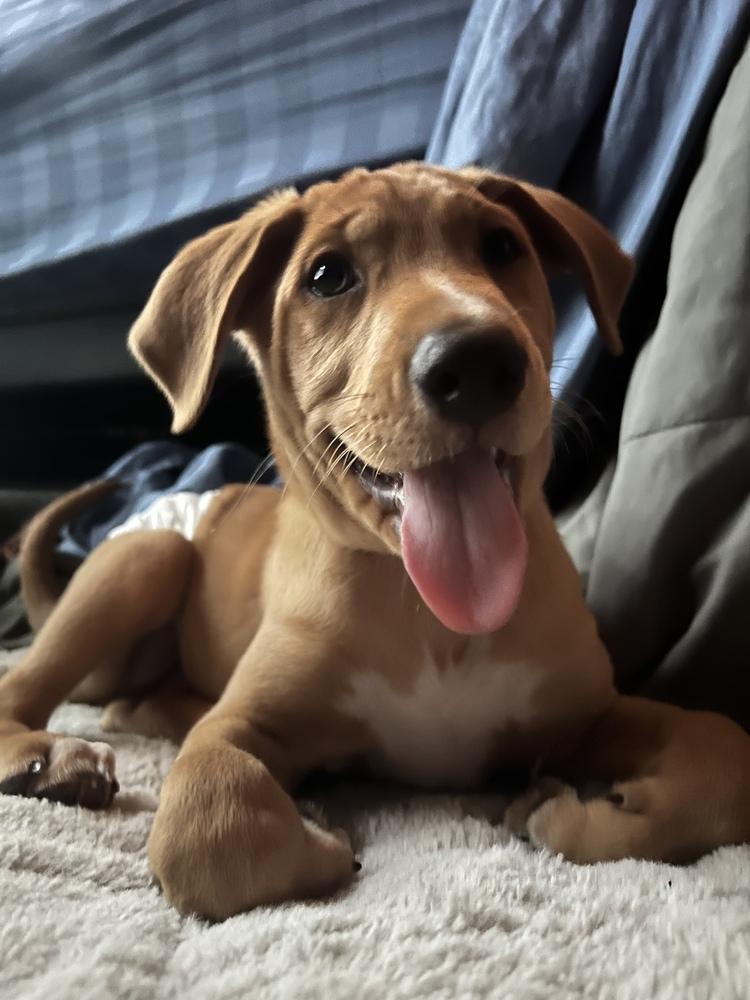 Bluey Litter - Stripe, a Adoptable mixed breed in Columbus, OH image 4/6