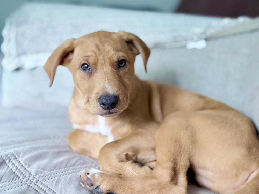 Bluey Litter - Stripe, a Adoptable mixed breed in Columbus, OH image 6/6