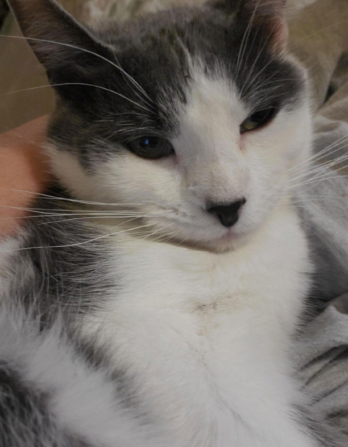 Enlarge Penina, a Adoptable Domestic Short Hair in Spring Lake, NJ image 1/3