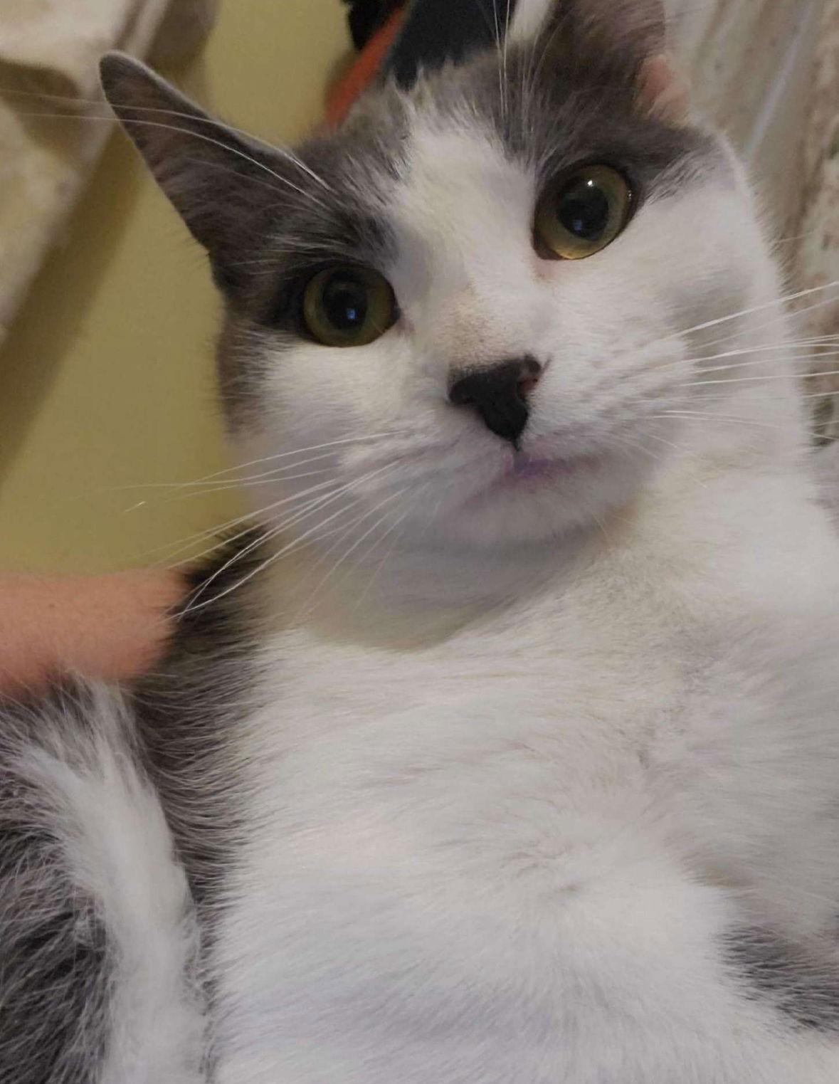 Enlarge Penina, a Adoptable Domestic Short Hair in Spring Lake, NJ image 2/3