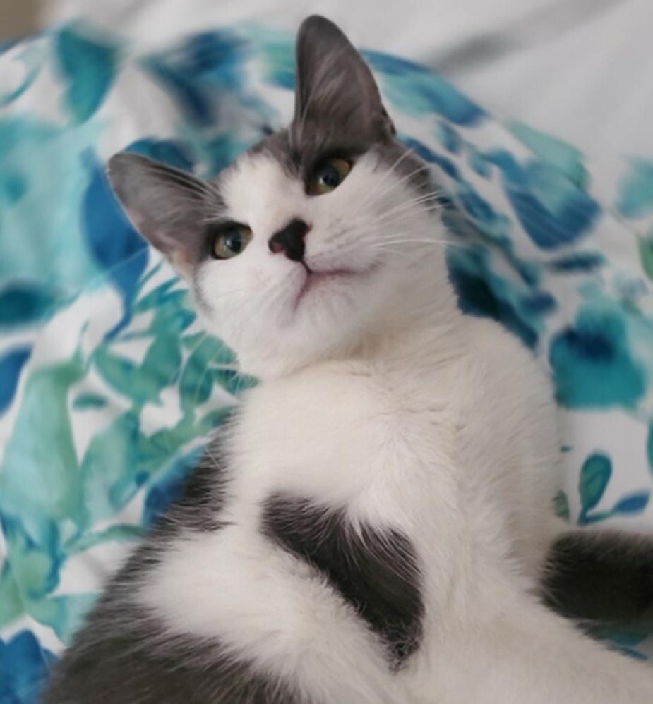 Enlarge Penina, a Adoptable Domestic Short Hair in Spring Lake, NJ image 3/3