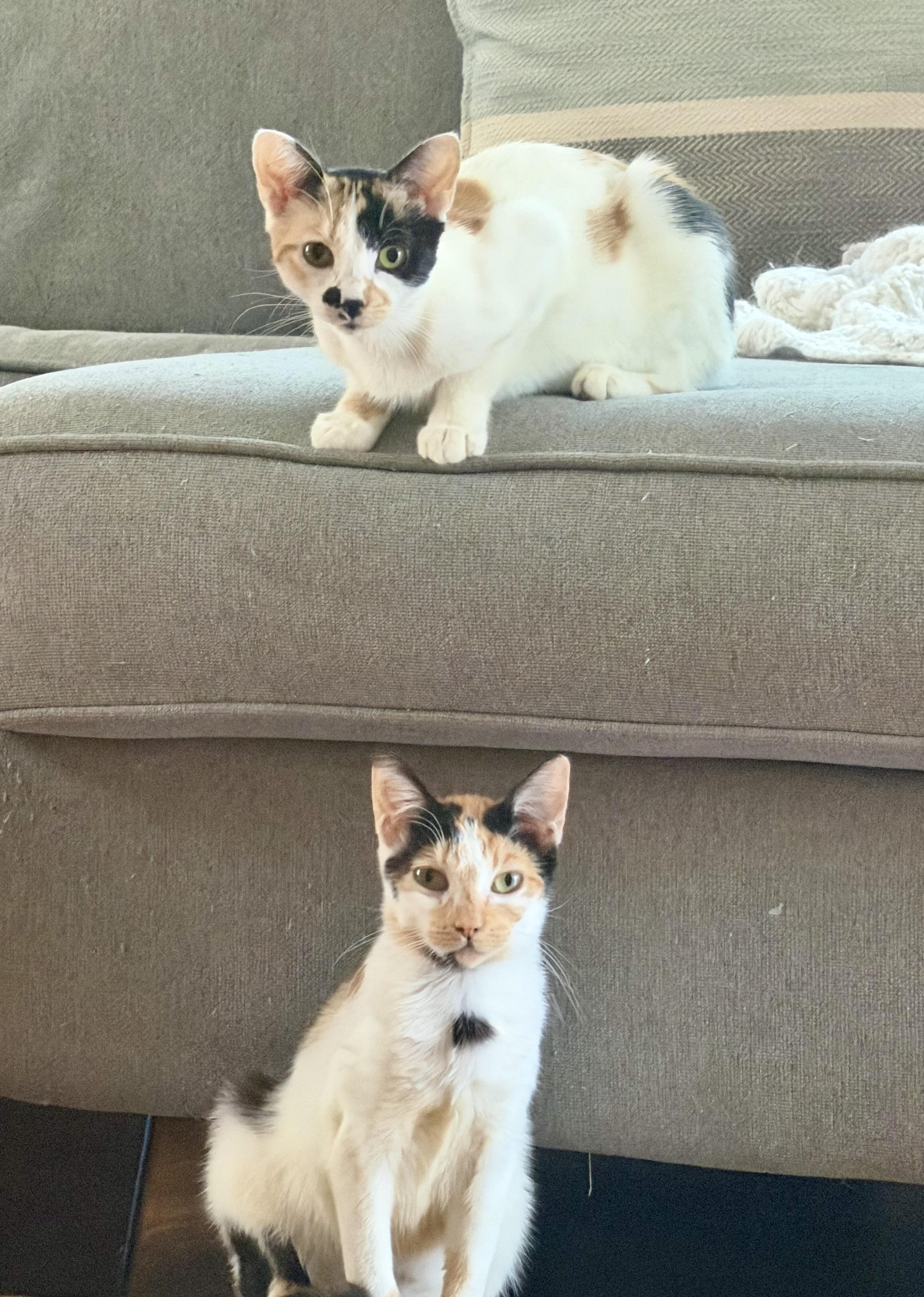 Chrissy, a ADOPTABLE Calico in Bethel, CT image 3/6