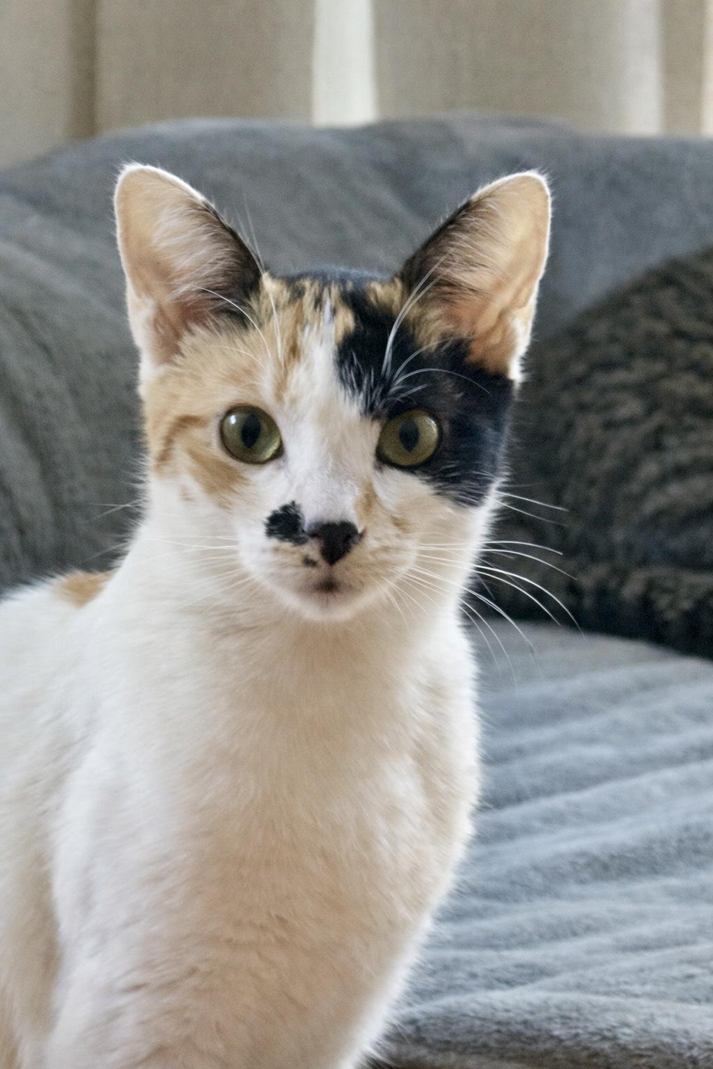 Chrissy, a ADOPTABLE Calico in Bethel, CT image 4/6