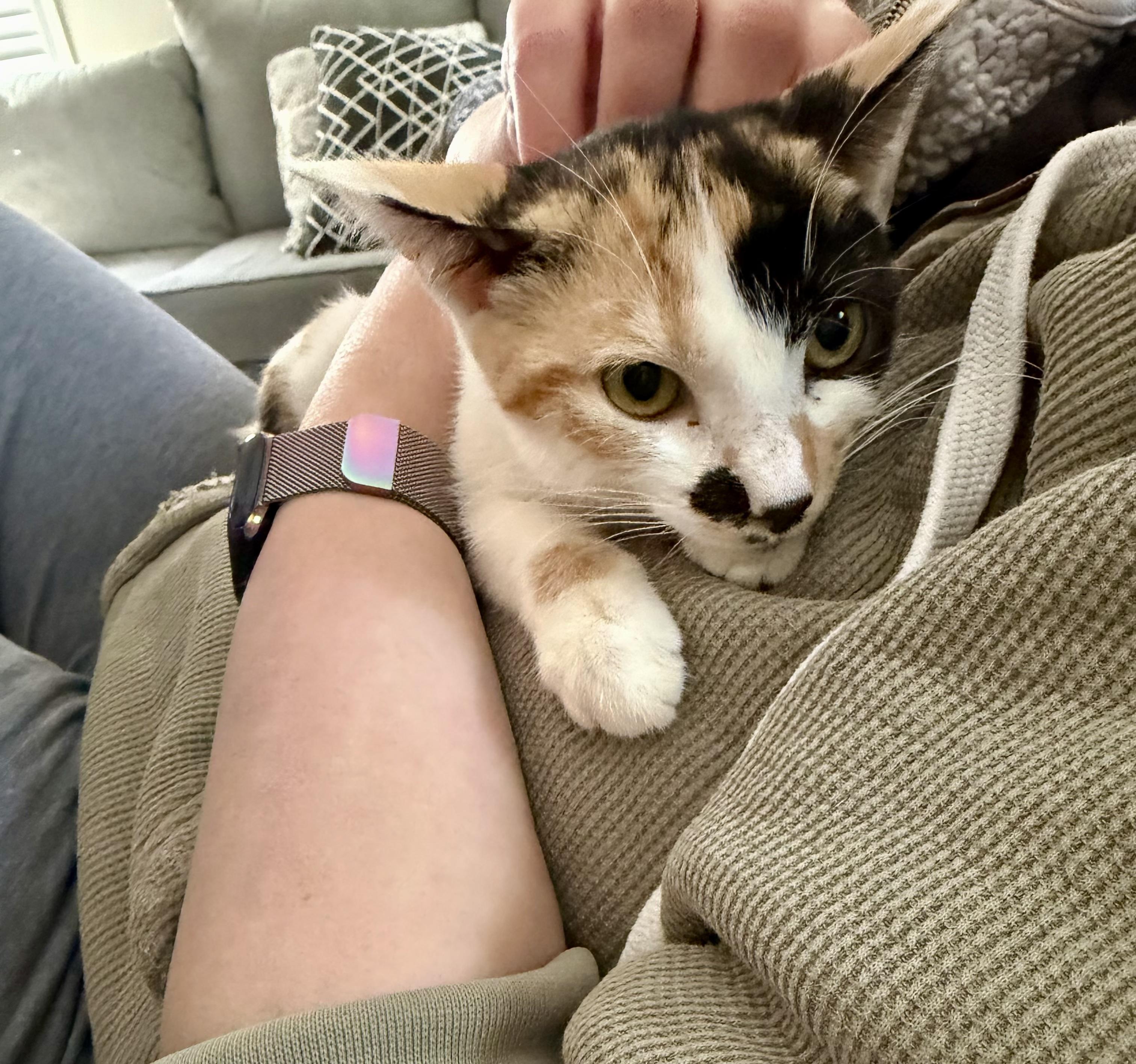 Chrissy, a ADOPTABLE Calico in Bethel, CT image 6/6