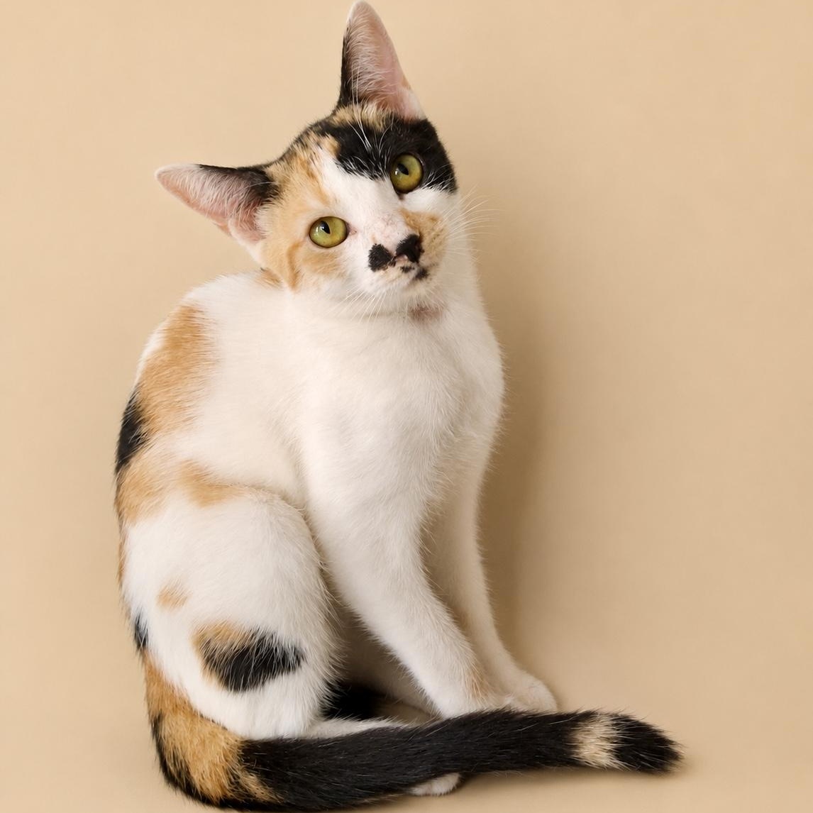 Chrissy, a ADOPTABLE Calico in Bethel, CT image 1/6