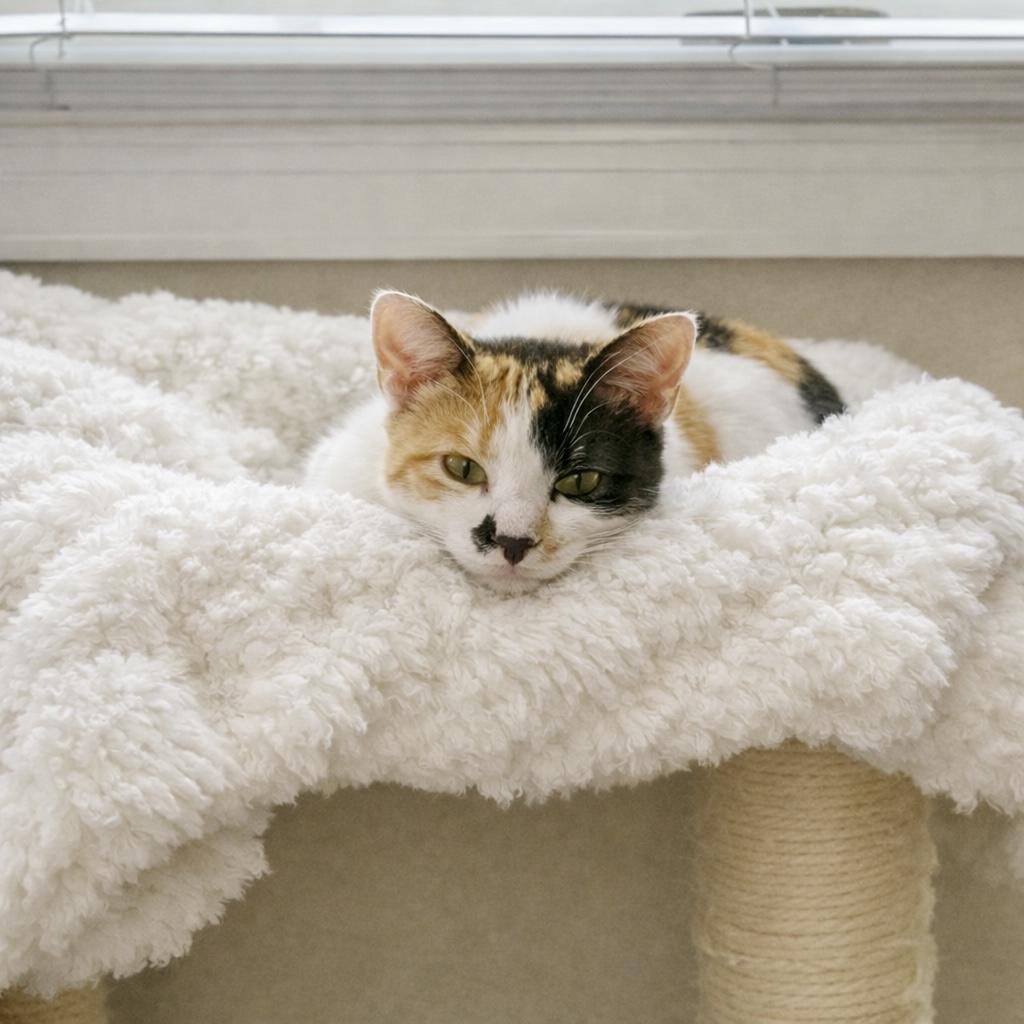 Chrissy, a ADOPTABLE Calico in Bethel, CT image 5/6