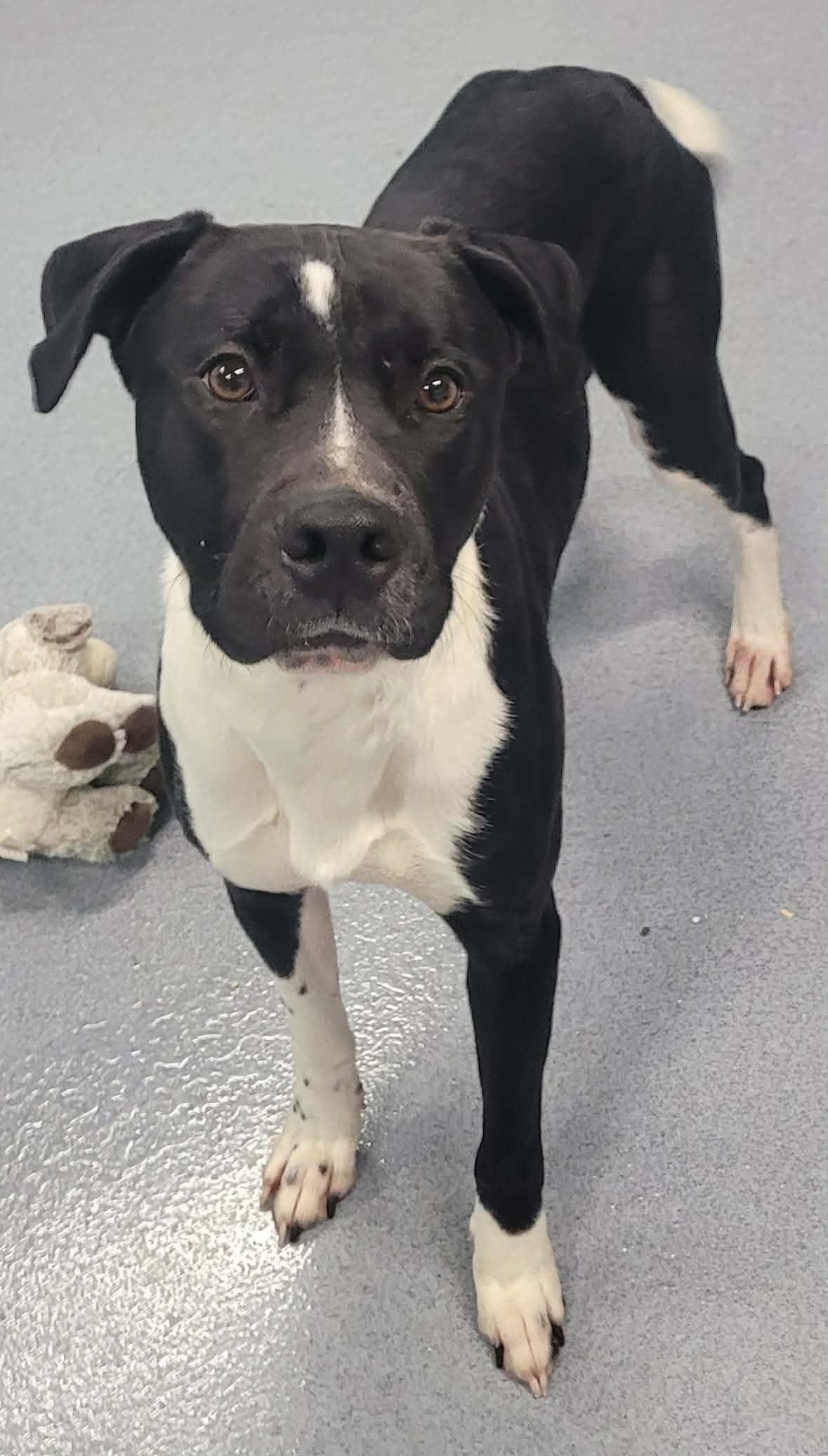 Quince! Toy Loving Boy!, an adopted mixed breed in Meriden, CT image 4/6