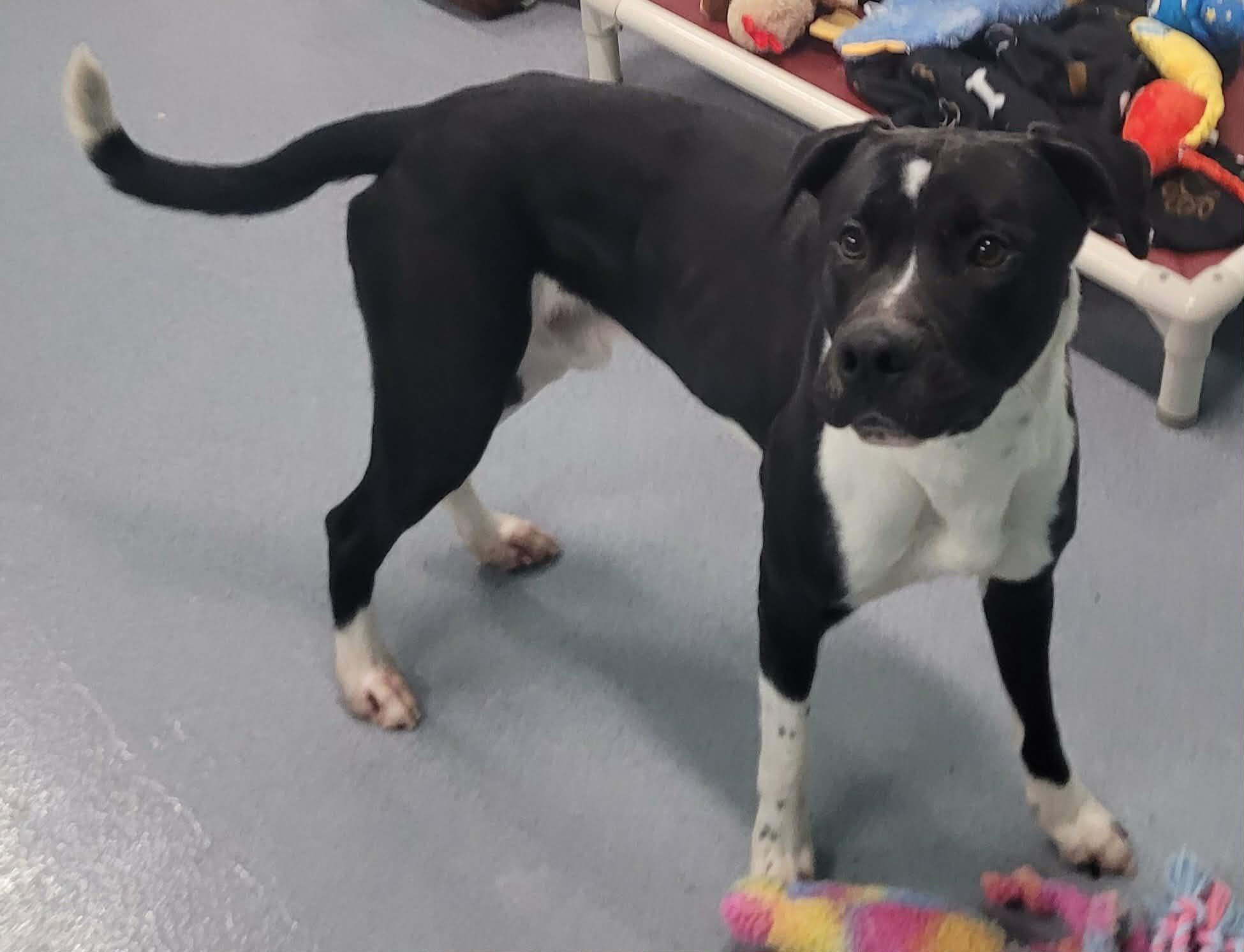 Quince! Toy Loving Boy!, an adopted mixed breed in Meriden, CT image 6/6