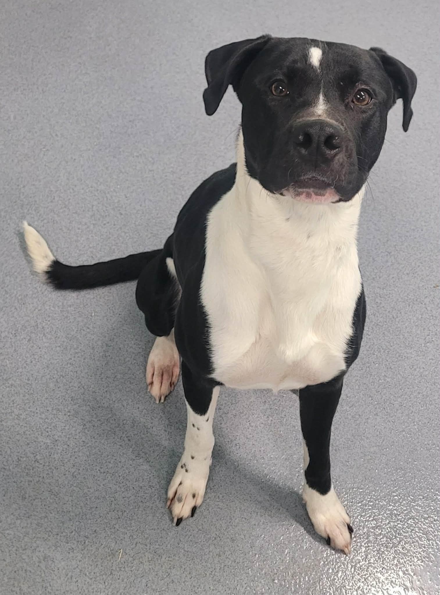 Quince! Toy Loving Boy!, an adopted mixed breed in Meriden, CT image 2/6