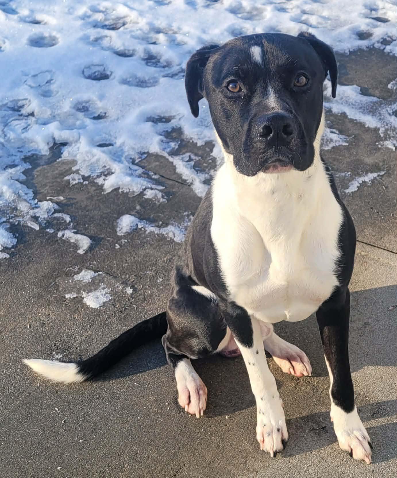 Quince! Toy Loving Boy!, an adopted mixed breed in Meriden, CT image 3/6