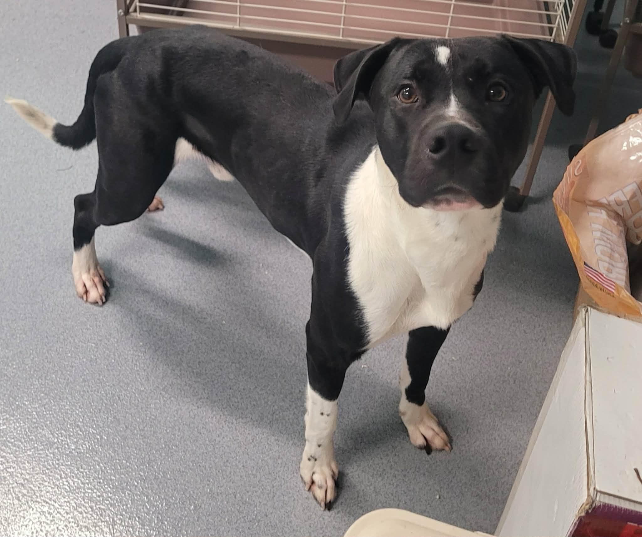 Quince! Toy Loving Boy!, an adopted mixed breed in Meriden, CT image 1/6