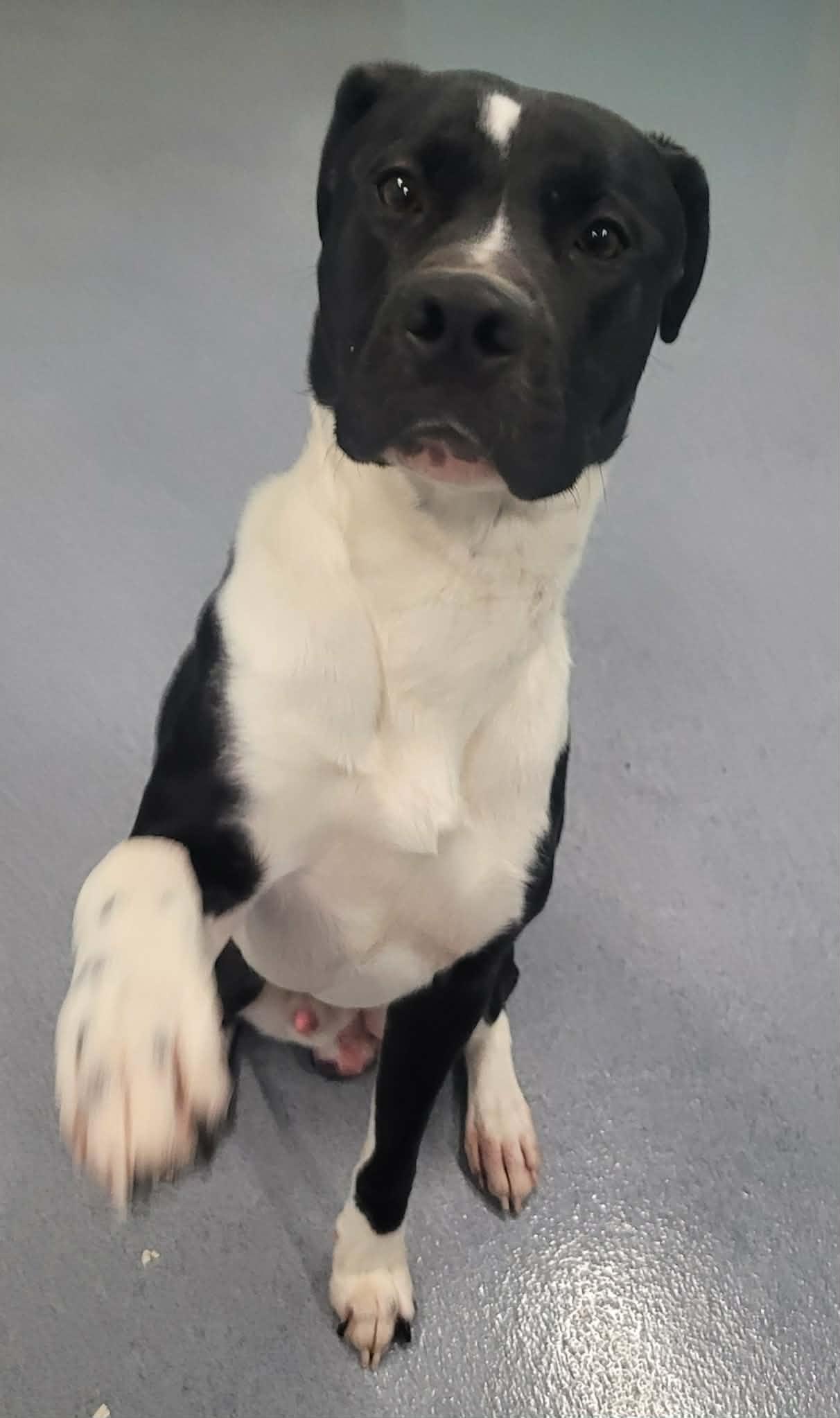 Quince! Toy Loving Boy!, an adopted mixed breed in Meriden, CT image 5/6