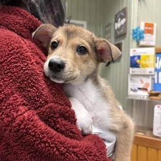 Paquito, ADOPTABLE, Young Female Australian Shepherd.