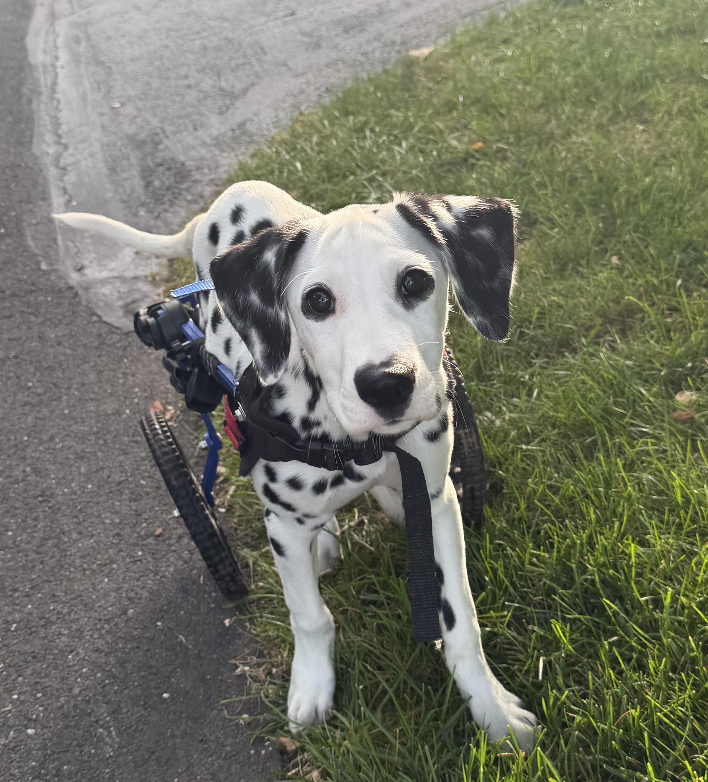 Ariel, Adoptable, Puppy Female Dalmatian.