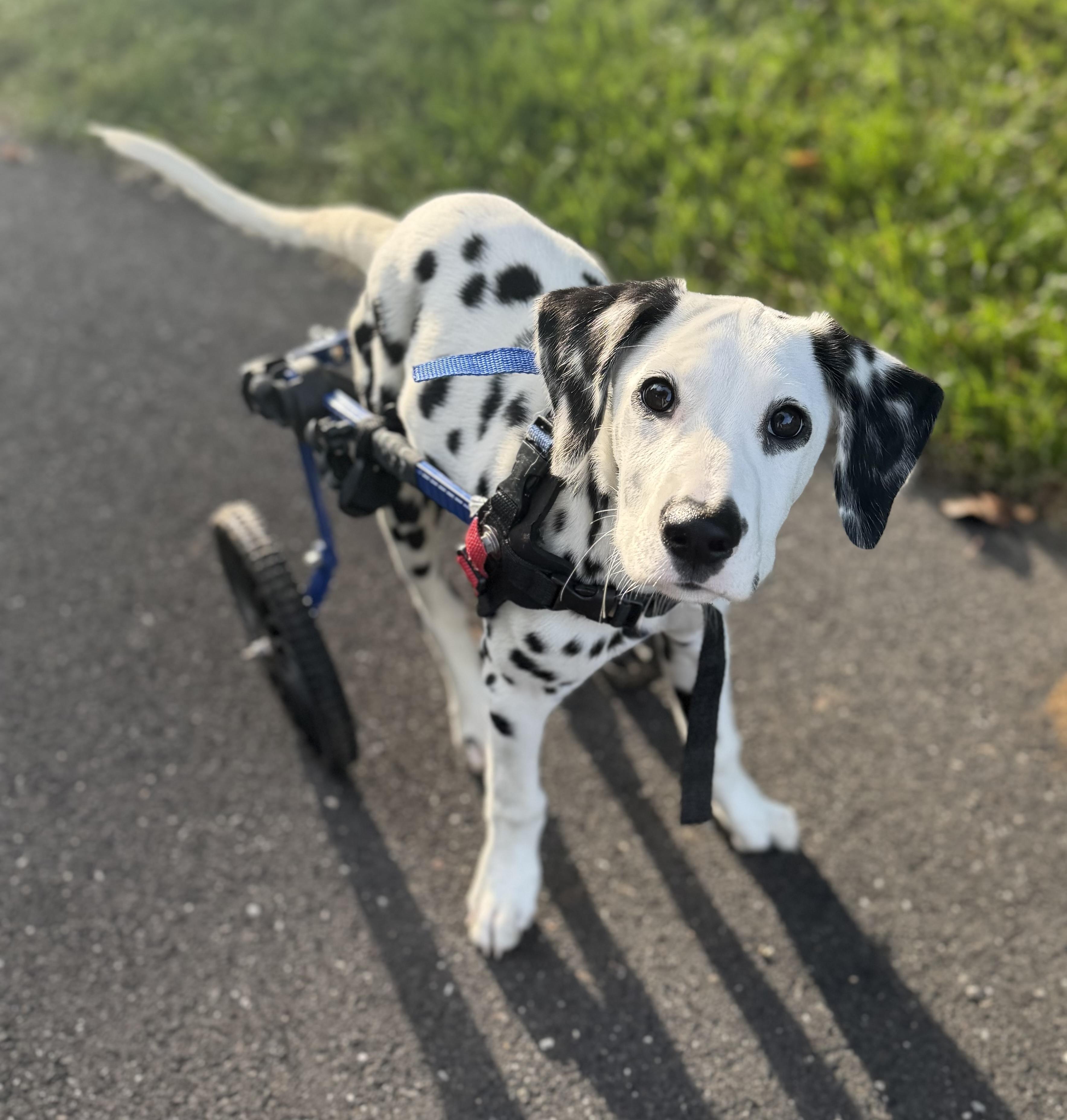 Enlarge Ariel, a Adoptable Dalmatian in Havertown, PA image 2/4