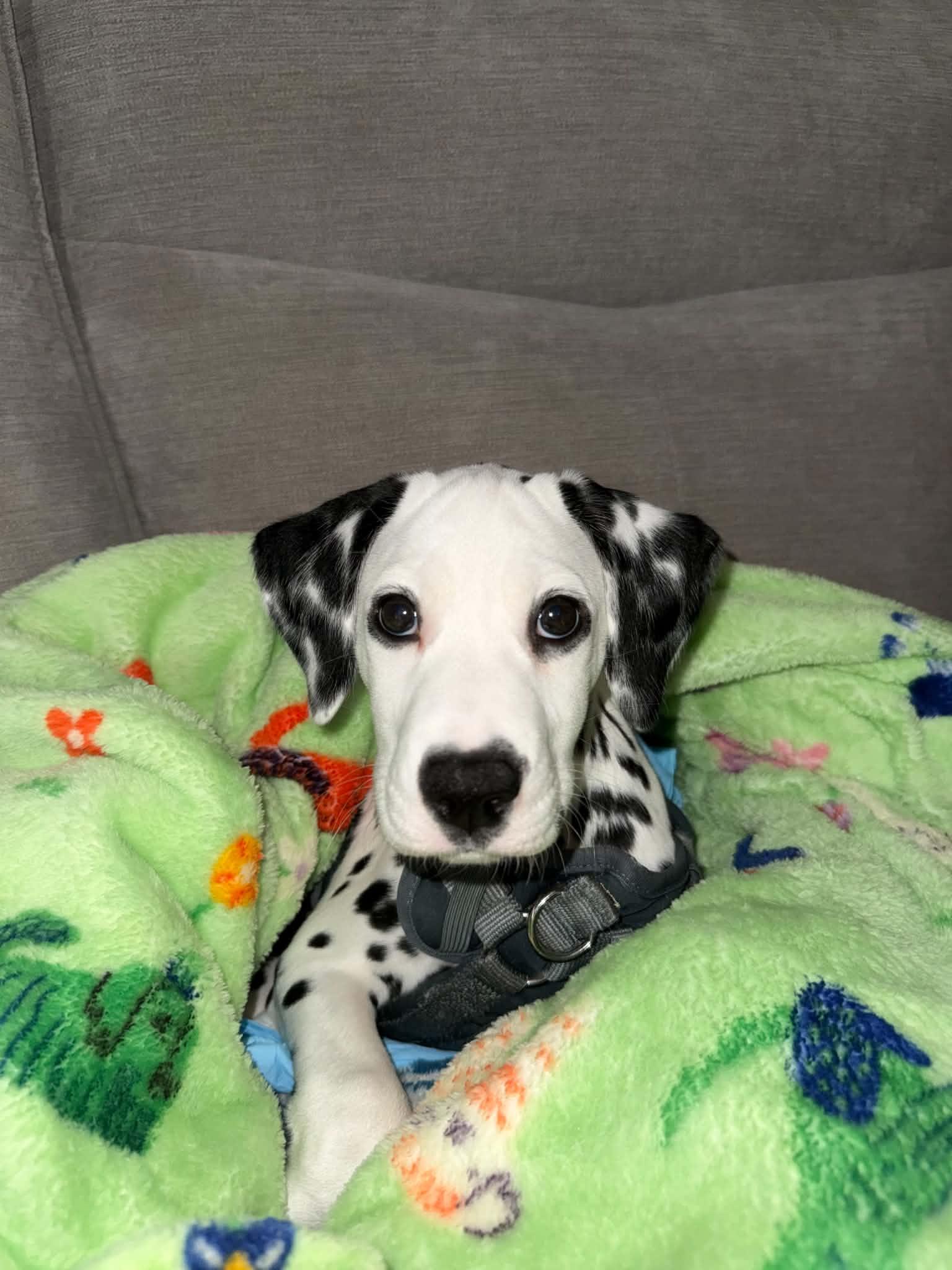 Enlarge Ariel, a Adoptable Dalmatian in Havertown, PA image 3/4