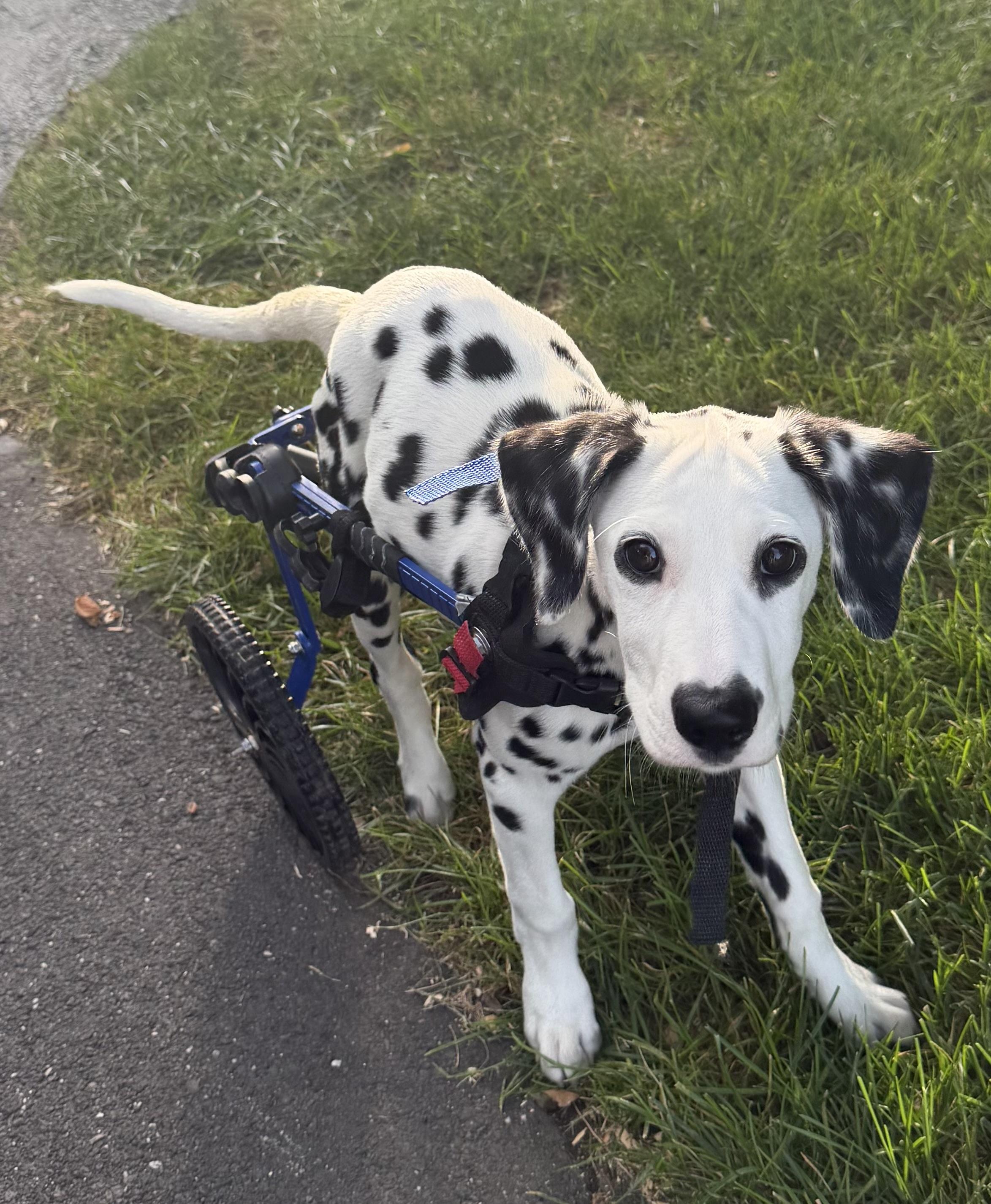 Enlarge Ariel, a Adoptable Dalmatian in Havertown, PA image 4/4