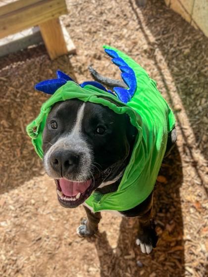 Pooh, a Adoptable mixed breed in Cumming, GA image 1/2