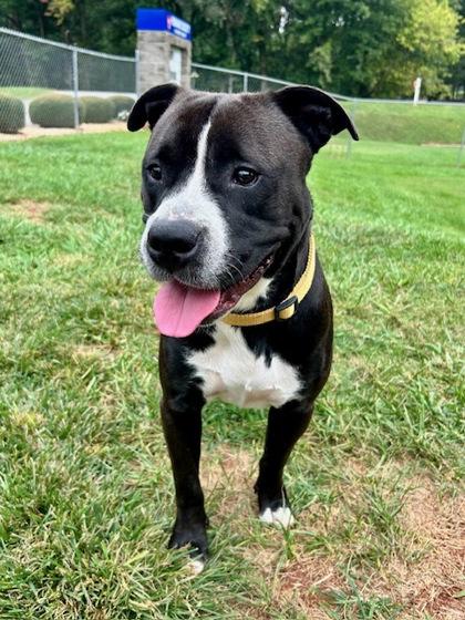 Pooh, a Adoptable mixed breed in Cumming, GA image 2/2